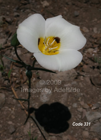 Lone Mariposa Lily